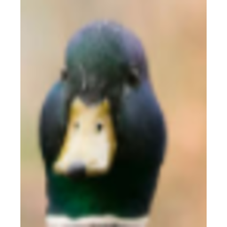 Duck Interested — animal emoji for Slack & Discord (Discord)