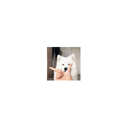 Samoyed Thonking — dog emoji for Slack & Discord (Discord)