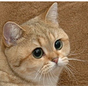 Starecat — cat emoji for Slack & Discord