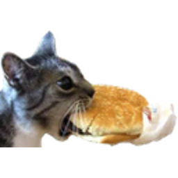 Icanhazcheeseburger — cat emoji for Slack & Discord (Discord)
