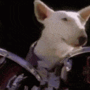 Spudsmackenzie Drums — dog emoji for Slack & Discord