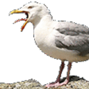Moas — animal emoji for Slack & Discord