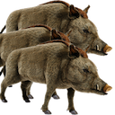 30 50 Feral Hogs — animal emoji for Slack & Discord
