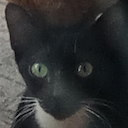 Innocent Cat 2 — cat emoji for Slack & Discord