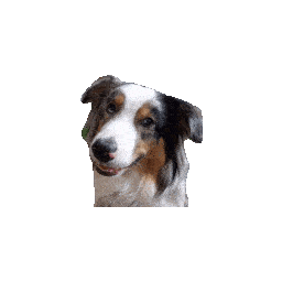 Confused Aussie — dog emoji for Slack & Discord (Discord)