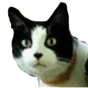 Caaat — cat emoji for Slack & Discord
