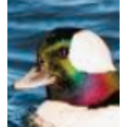 Rainbow Duck Areukiddinme — animal emoji for Slack & Discord (Discord)