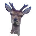 Deer Upset — animal emoji for Slack & Discord