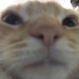 Cate91 — cat emoji for Slack & Discord (Discord)