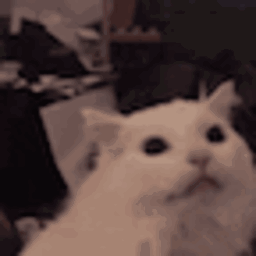Thurston Waffles — cat emoji for Slack & Discord (Discord)