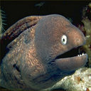 Ragequit — fish emoji for Slack & Discord