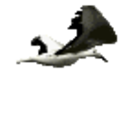 Seagull — animal emoji for Slack & Discord