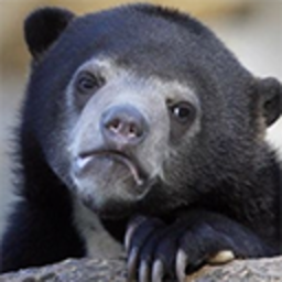 Confessionbear — animal emoji for Slack & Discord (Discord)