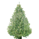Christmastree Snatchpresents — christmas emoji for Slack & Discord