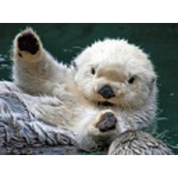 Seaotter — sea-otter emoji for Slack & Discord (Discord)