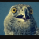 Wtf 5 — animal emoji for Slack & Discord