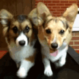 Dogs Walking — dog emoji for Slack & Discord (Discord)