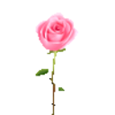 Rose — flower emoji for Slack & Discord