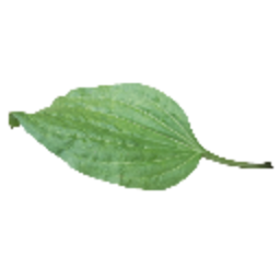 Podorozhnik 2 — nature emoji for Slack & Discord (Discord)