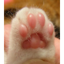Toebeans — paw emoji for Slack & Discord