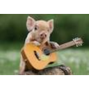 Music Piggy — cute emoji for Slack & Discord