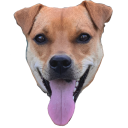 Bruce — dog emoji for Slack & Discord