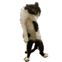 Fight Cat — cat emoji for Slack & Discord