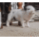 Twerkingpig — dog emoji for Slack & Discord