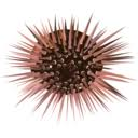 Sea Urchin Larvae — animal emoji for Slack & Discord
