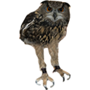 Longowl — owl emoji for Slack & Discord