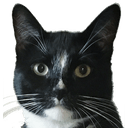 Clooney — cat emoji for Slack & Discord
