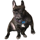 French Bulldog — animal emoji for Slack & Discord