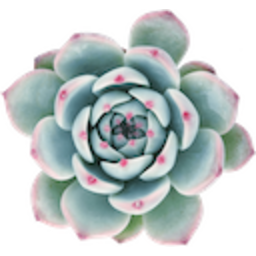 Succulent — plant emoji for Slack & Discord (Discord)
