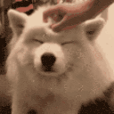 Samoyed Pets — dog emoji for Slack & Discord