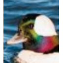 Rainbow Duck Areukiddinme — animal emoji for Slack & Discord