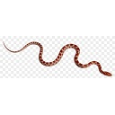 Cornsnake — animal emoji for Slack & Discord
