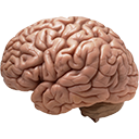 Brains 2 — brain emoji for Slack & Discord