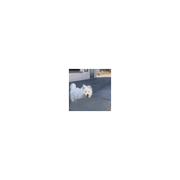 Samoyed Jump — dog emoji for Slack & Discord (Discord)