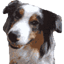 Confused Aussie — dog emoji for Slack & Discord