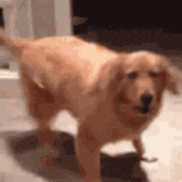 Excited Dog — dog emoji for Slack & Discord (Discord)