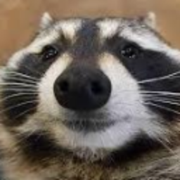Raccoon Pokerface — raccoon emoji for Slack & Discord (Discord)