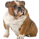 Bulldog — dog emoji for Slack & Discord