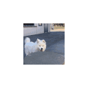 Samoyed Jump — dog emoji for Slack & Discord