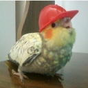 Working Bird Hardhat — animal emoji for Slack & Discord