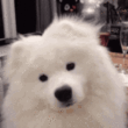 Samoyed Confused — dog emoji for Slack & Discord