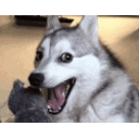 Joke Dog — dog emoji for Slack & Discord