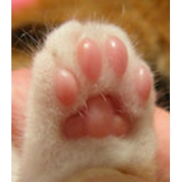 Toebeans — paw emoji for Slack & Discord (Discord)