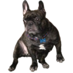 French Bulldog — animal emoji for Slack & Discord (Discord)