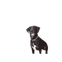 Confuseddog — dog emoji for Slack & Discord