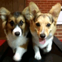 Dogs Walking — dog emoji for Slack & Discord